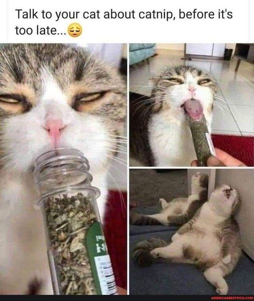 Stay off the catnip kids!  #Catnip #TooLate #Animals #Cats #catstagram  #Catsofinstagram #catsfacebook #Furbaby #Furbabies #Pets #Petstagram    #XZEmpire #XZAnimals #Drugs #DrugsRBad