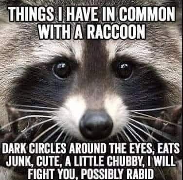 #Animals #Raccoon #Furbaby #Furbabies #Pets #Petstagram #XZEmpire #XZAnimals #Corporate #Life #Rabid #Funny #Meme #Lol #Adult #Adults #AdultLife #GettingOld