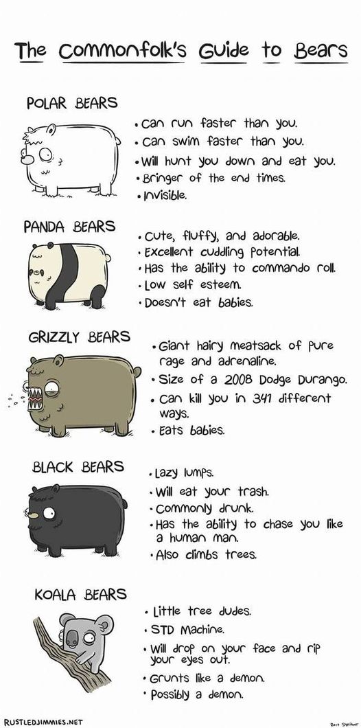 Bear guide – need to know!  #Animals #Furbaby #Furbabies #Pets #Petstagram #XZEmpire #XZAnimals
