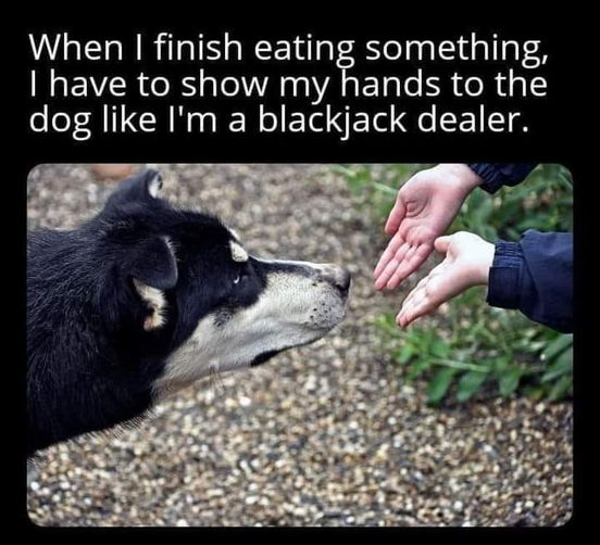 Show me your hands!  #Blackjack  #Animals #Dogs #dogstagram #GoodBoy #GoodestBoy #Dogsofinstagram #Furbaby #Furbabies #Pets #Petstagram #XZEmpire #XZAnimals  #IHaveNothing