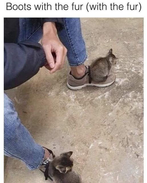 Apple bottom jeans #FloRida #BootsWithFur #Animals #Cats #catstagram  #Catsofinstagram #catsfacebook #Furbaby #Furbabies #Pets #Petstagram    #XZEmpire #XZAnimals