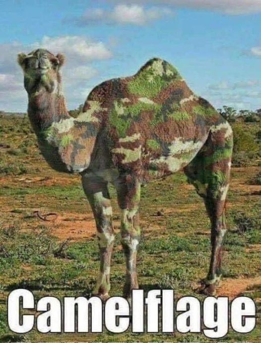 “I am invisible!”  #CamoCamel #Camel #Camo #Camelflage #Animals #Pets #Petstagram #XZEmpire #XZAnimals