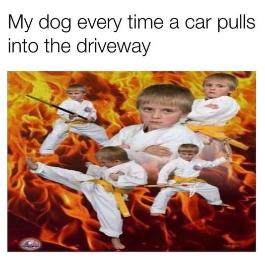 GET OFF MY PROPERTY!!  OR ELSE!!!  #FlipShit #GuardDog #Defense #Defensive #KarateDog #Animals #Dogs #dogstagram #GoodBoy #GoodestBoy #Dogsofinstagram #Furbaby #Furbabies #Pets #Petstagram #XZEmpire #XZAnimals