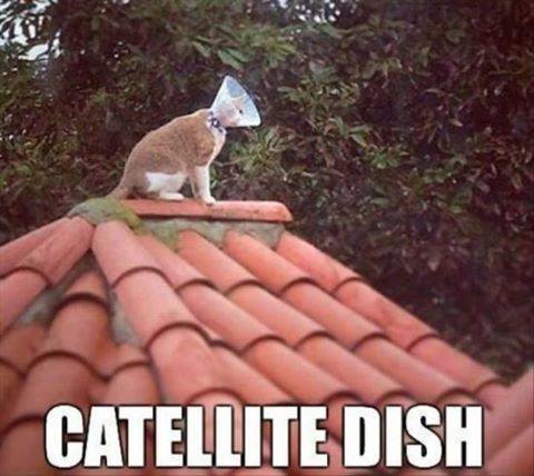 Don’t see those everyday lol  #Animals #Cats #catstagram  #Catsofinstagram #catsfacebook #Furbaby #Furbabies #Pets #Petstagram    #XZEmpire #XZAnimals #Satellite #SatelliteDish